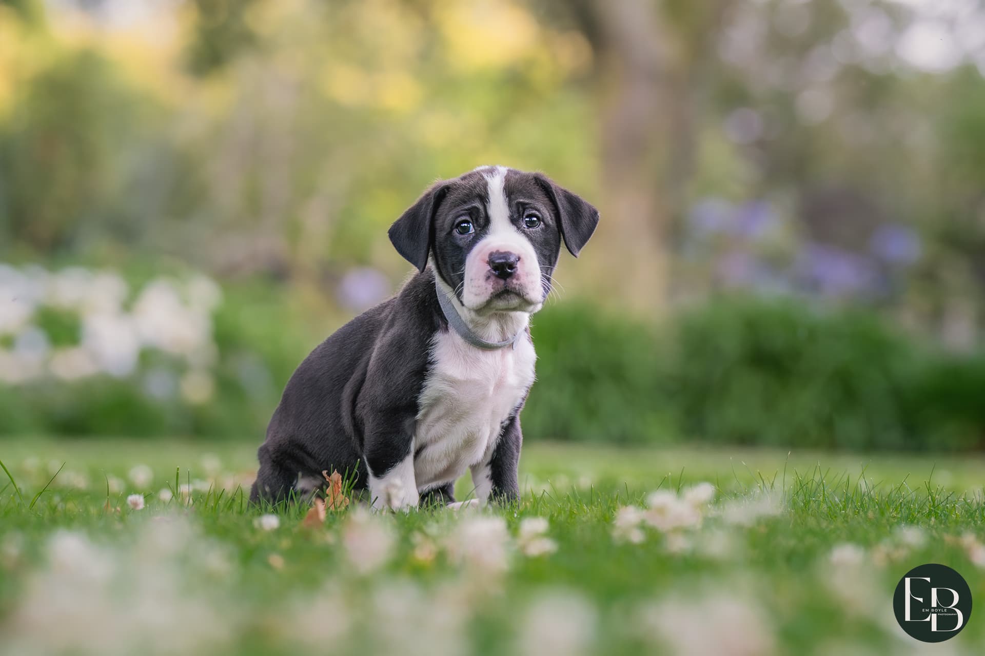 Dog waiting for adoption