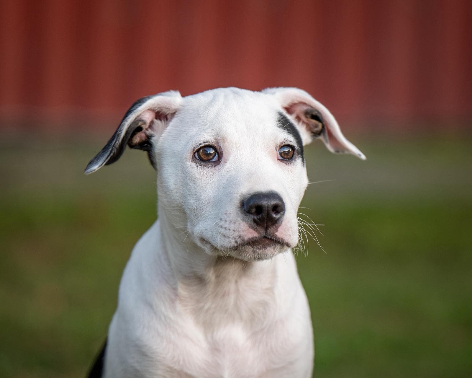 Happy Dog with Alisha Rose
