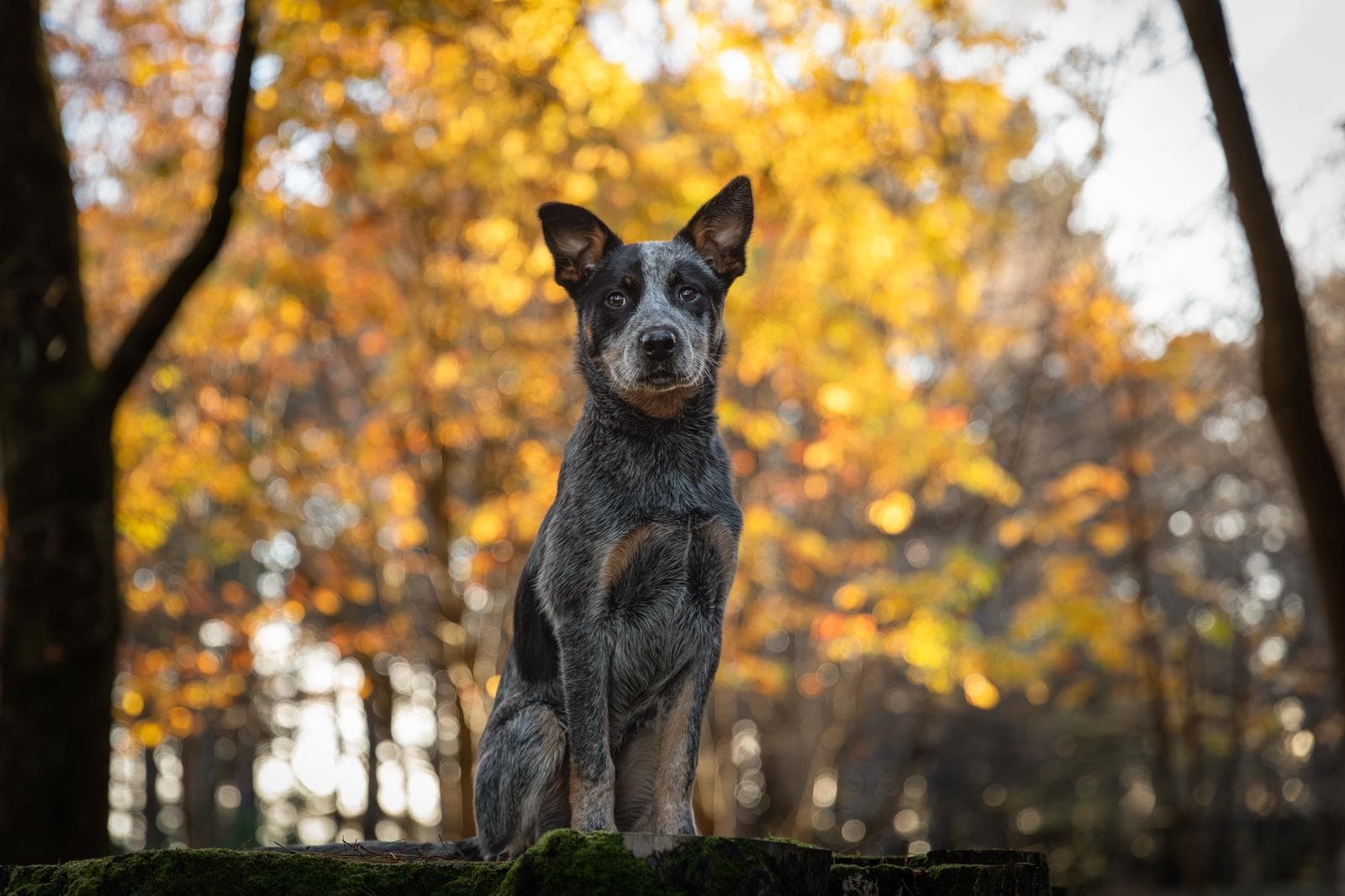 Happy Dog with Toni Eade