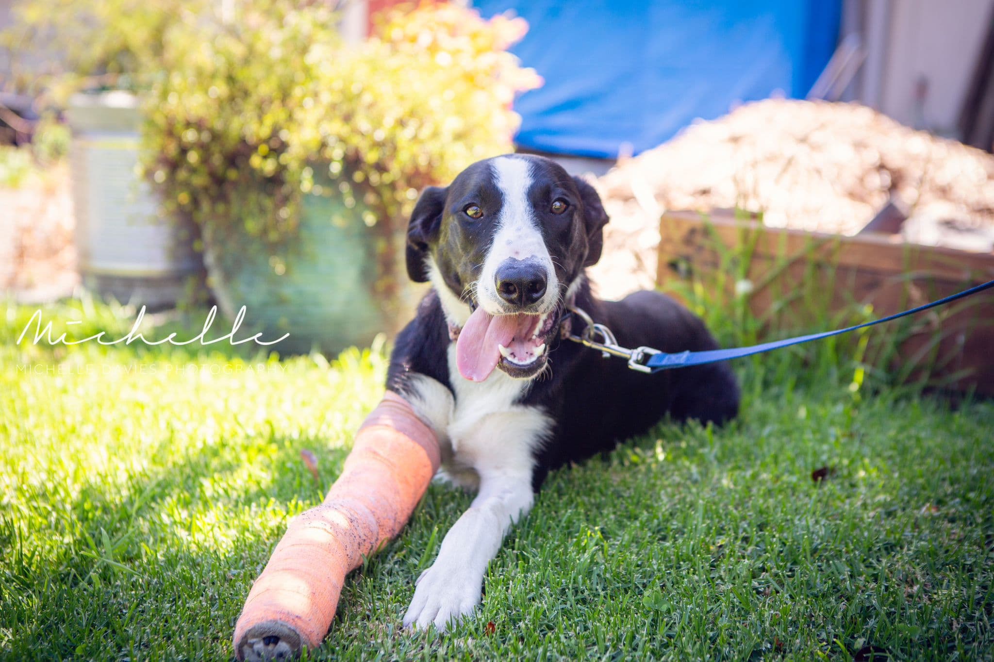 Donation Impact - Dog with Cast