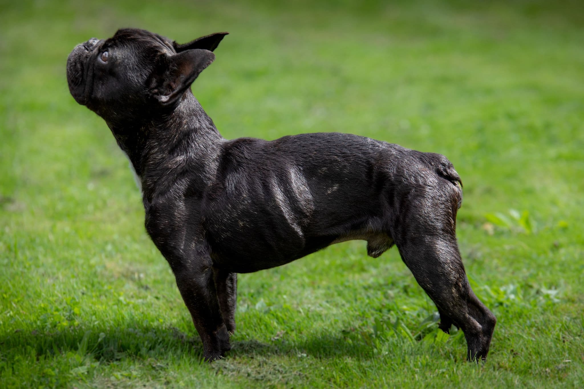 Donation Support - Frenchie