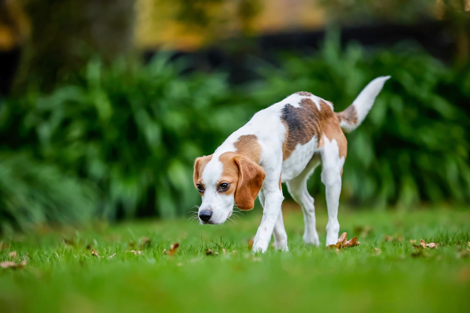 Whisky needing medical help