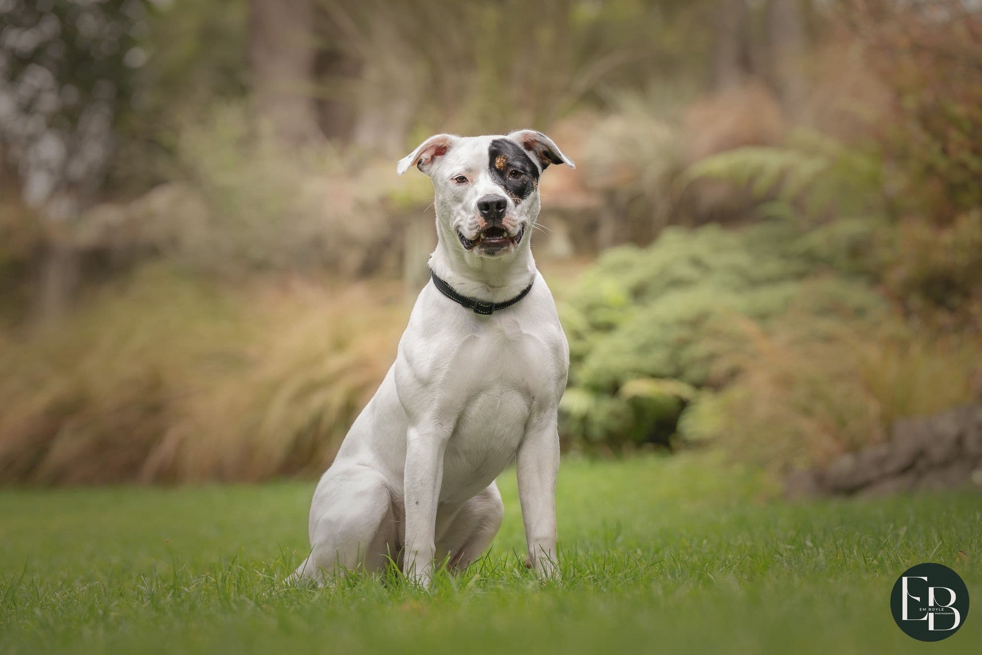 Dog waiting for adoption