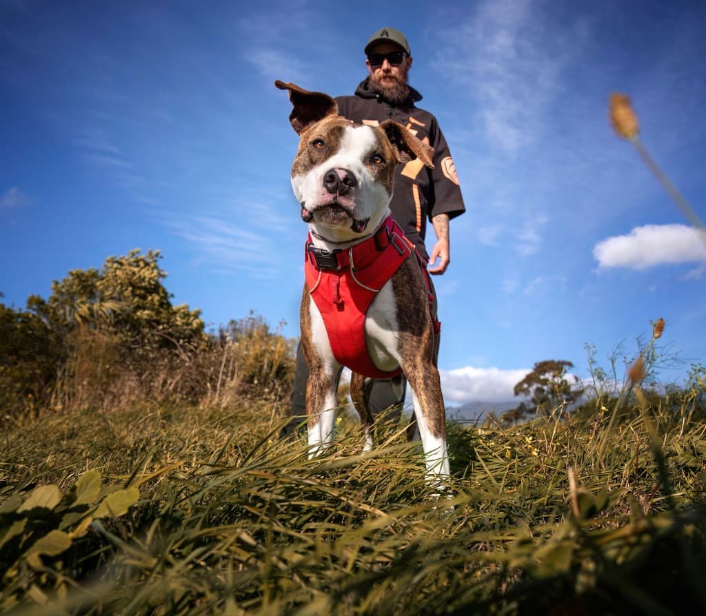 Volunteer with Brindle Dog