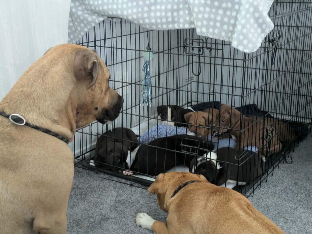Puppy arrival safely