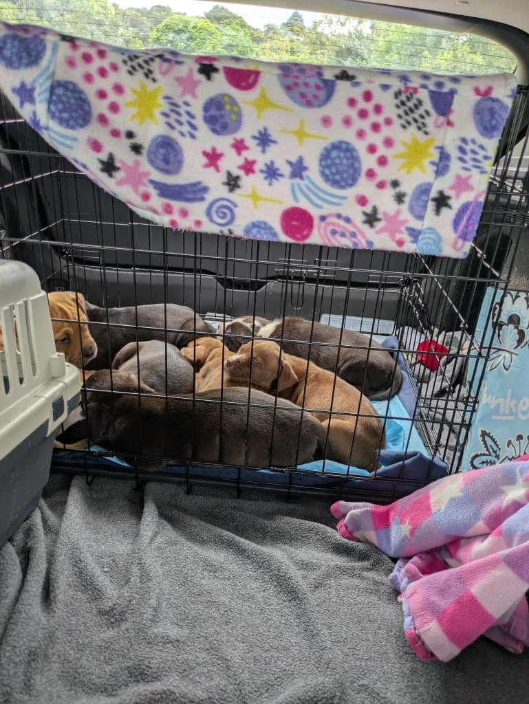 Rescued puppies