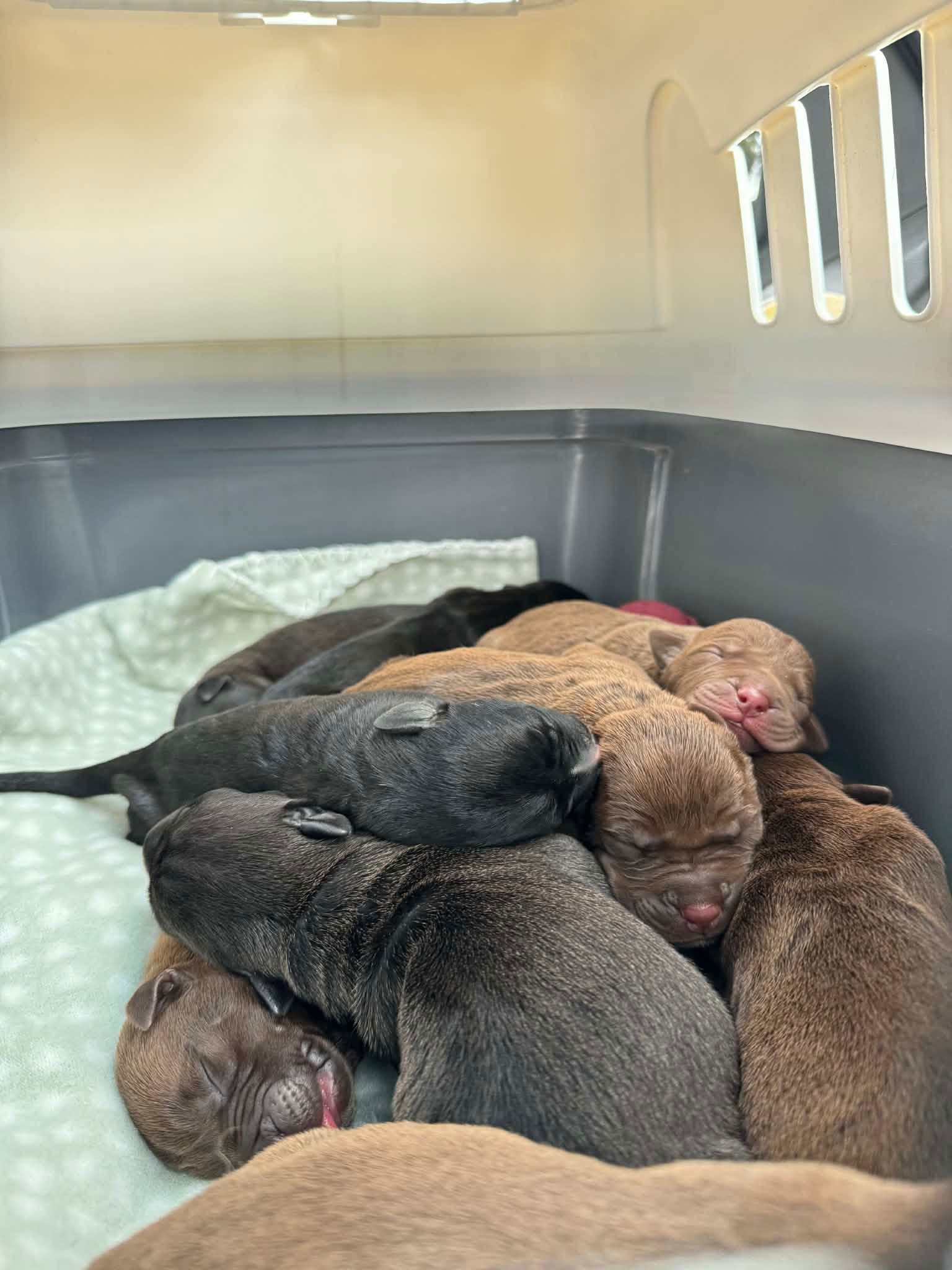 Nine tiny lives