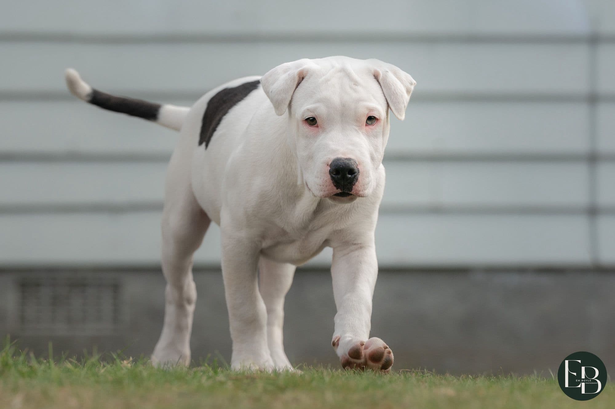 Puppy from pound to foster care 1
