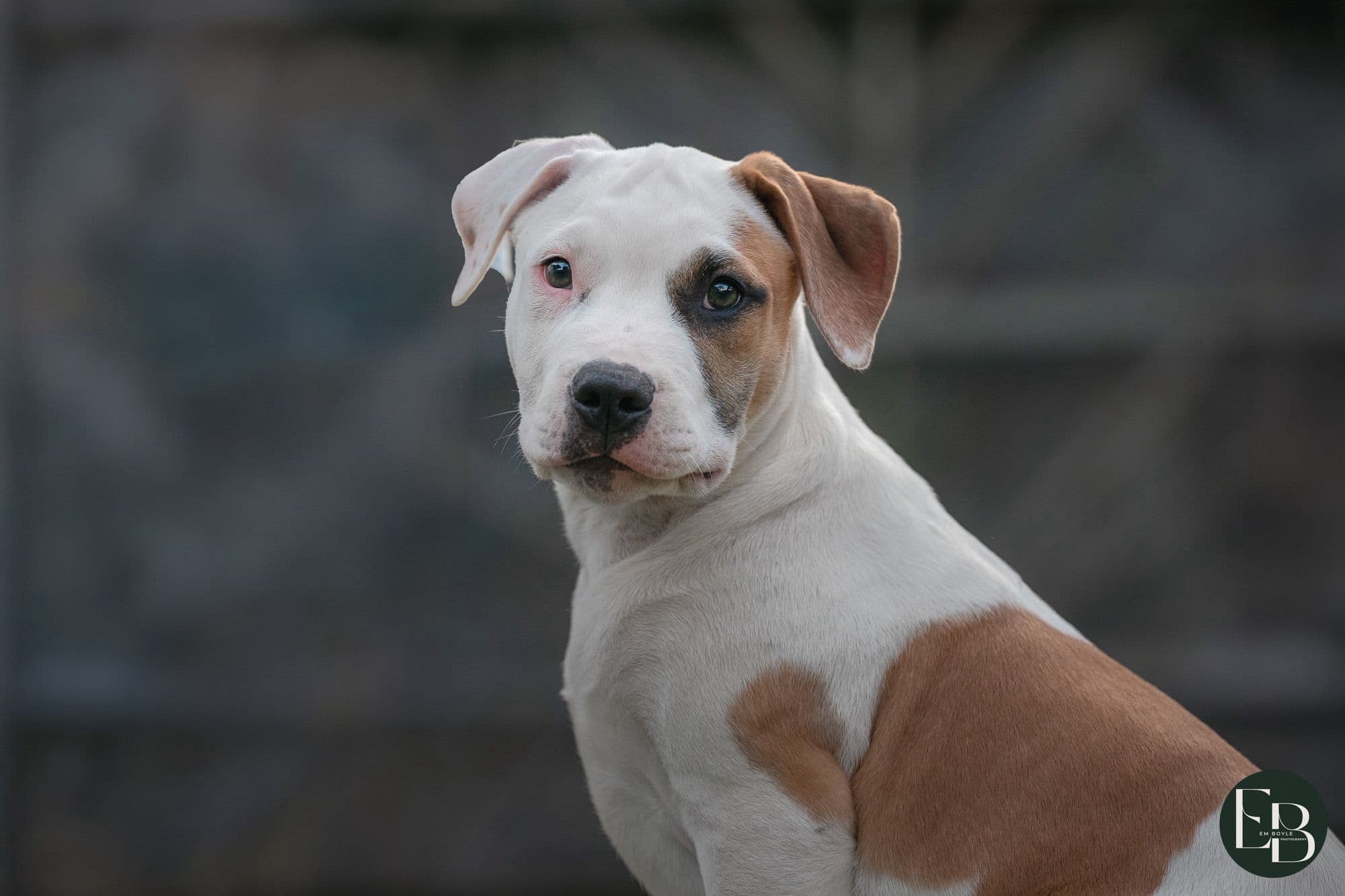 Puppy from pound to foster care 2