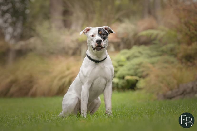 Happy rescue dog