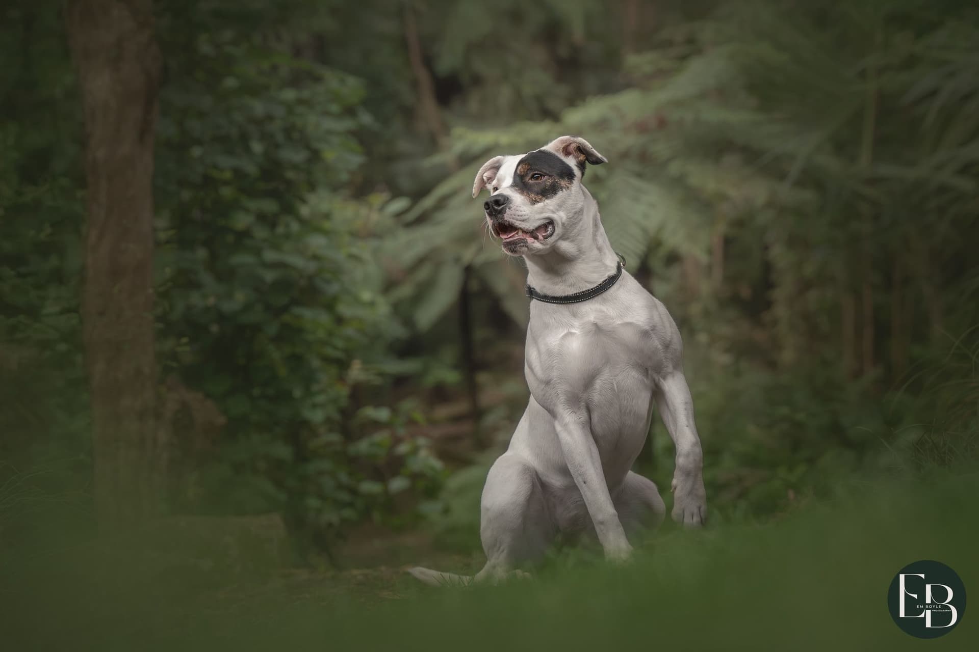 Dog needing help