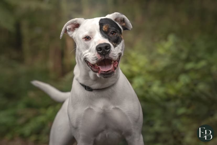 Rescue dog