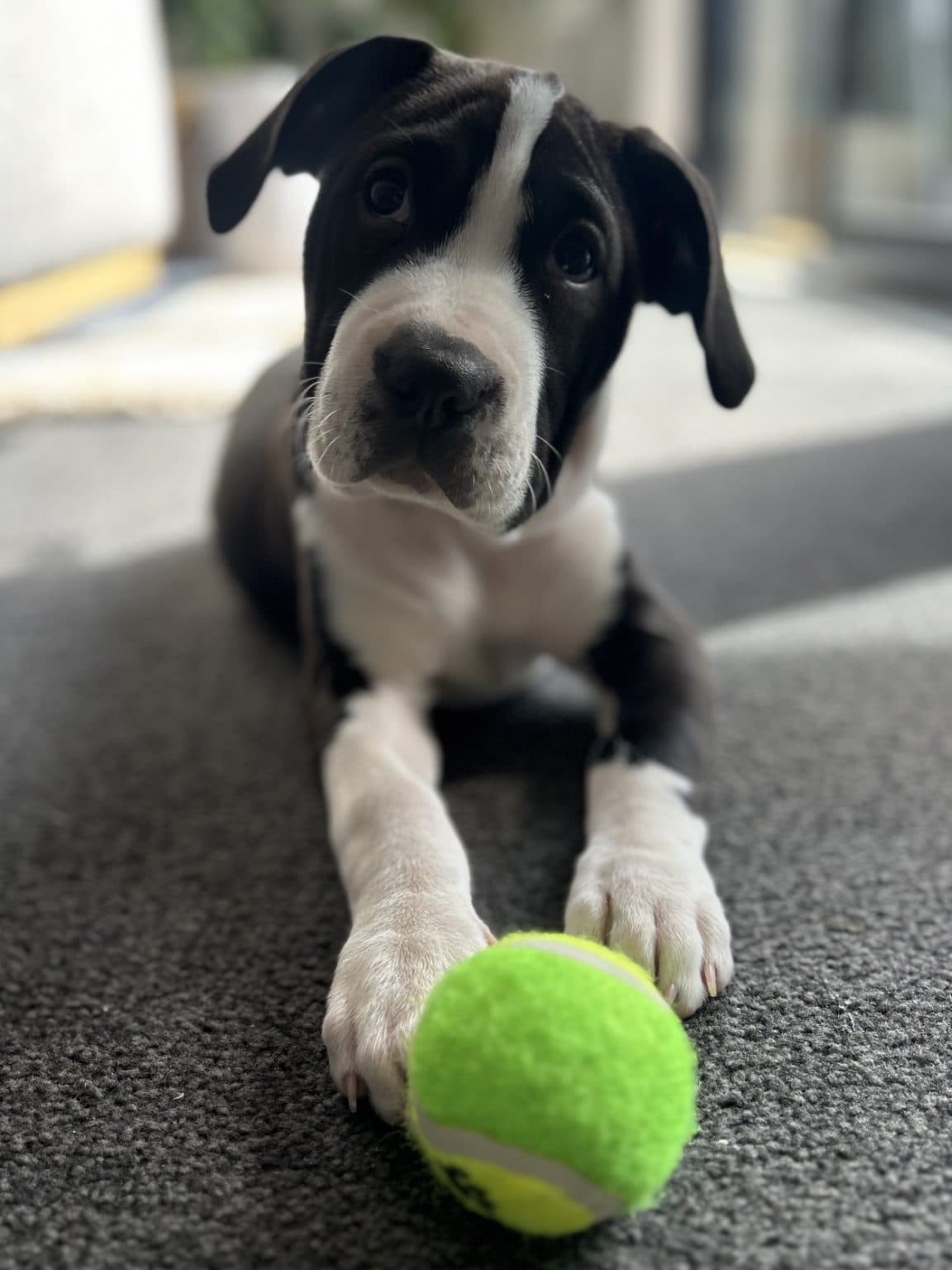 Chanel (Nelly) - Image 1