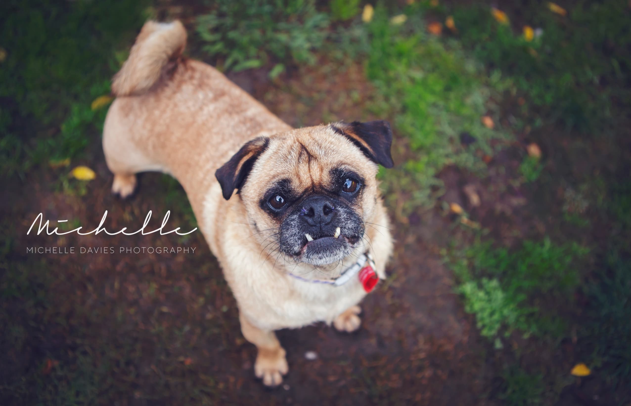 Shyla - Image 1